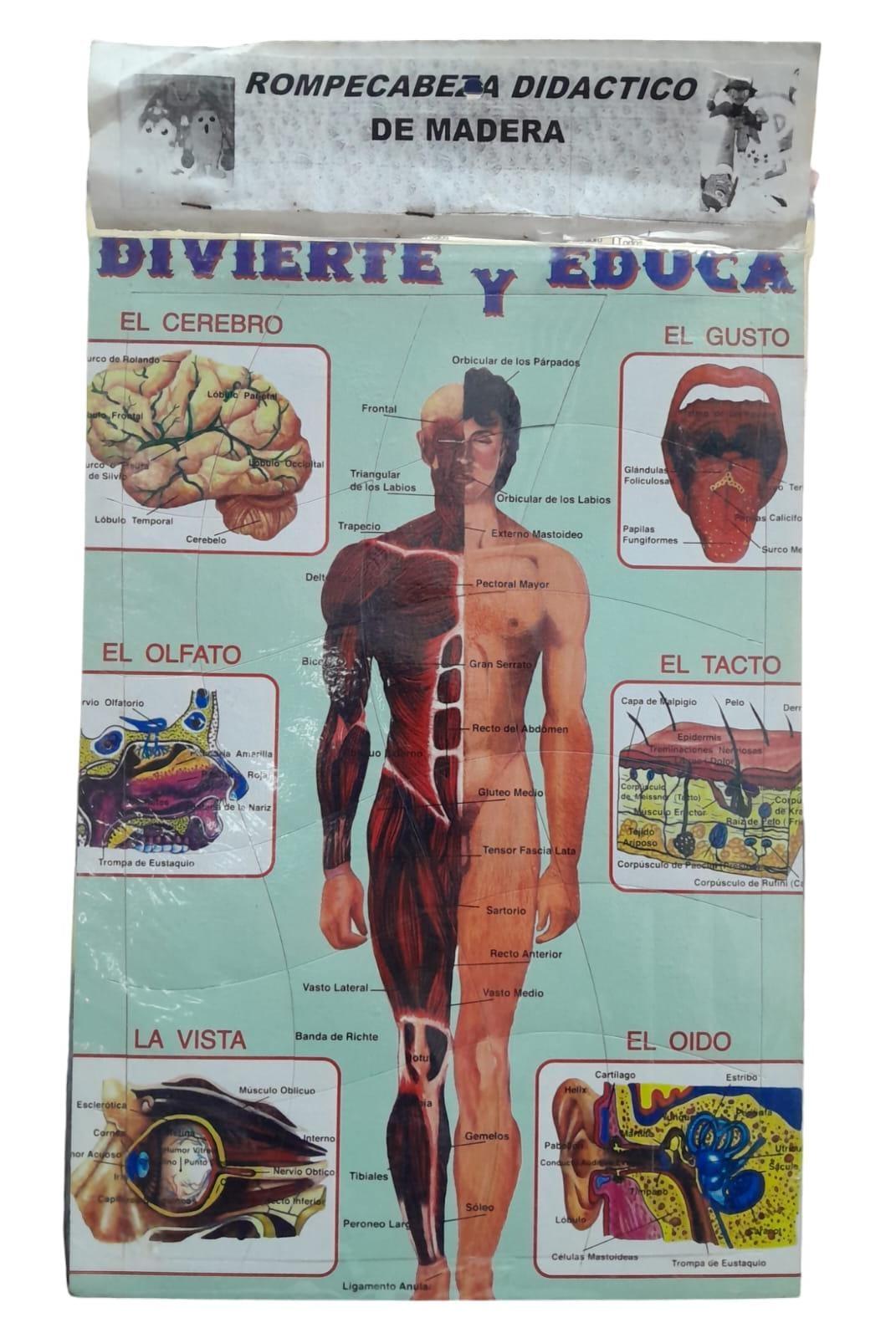 ROMPECABEZA BASE MADERA SISTEMA CUERPO HUMANO