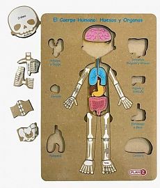ENCASTRE 3 NIVELES CUERPO HUMANO MADERA